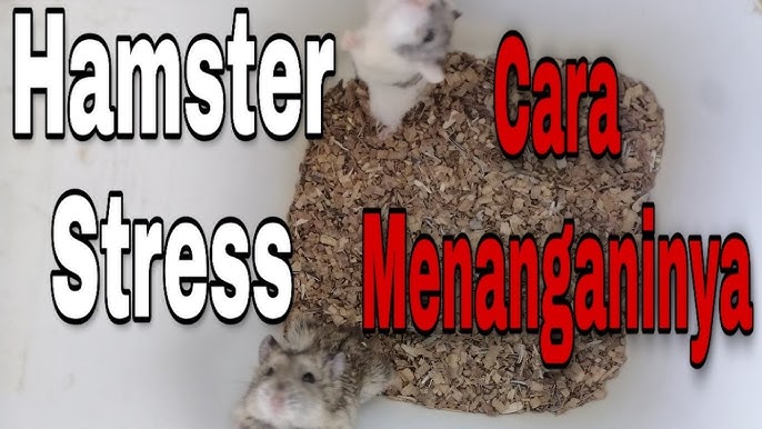 Ciri-Ciri Hamster Stress 